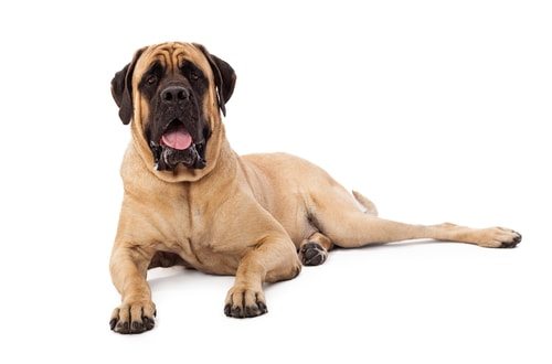 A bull mastiff bite puts the pit bull's bite to shame.
