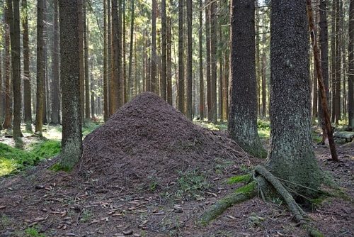 Ant colonies can be gimongous.