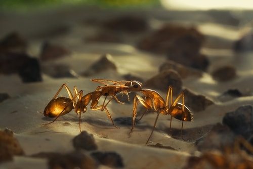 Ant food kiss. Yuck.