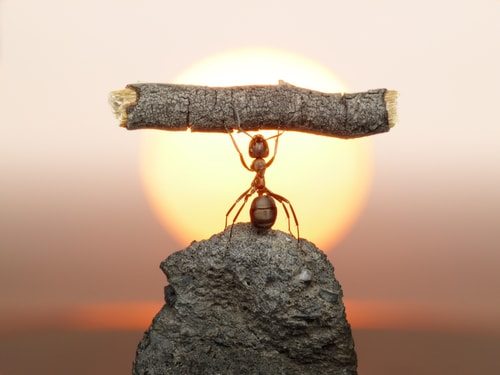 Ants are incredibly strong!