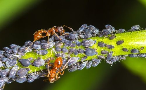 Ants herding aphids.