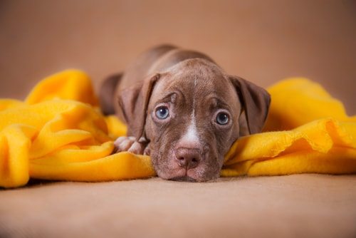 Pitbulls are vicious. Viciously cute!
