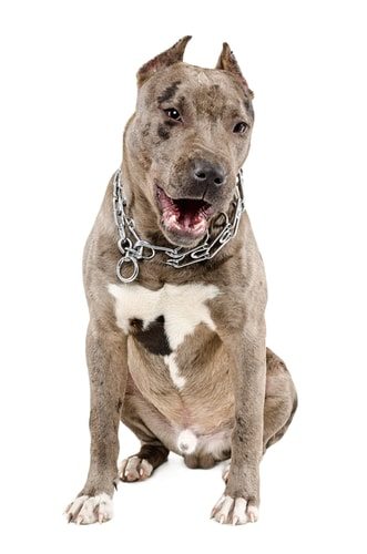 Pit bulls inspired soldiers to soldier.