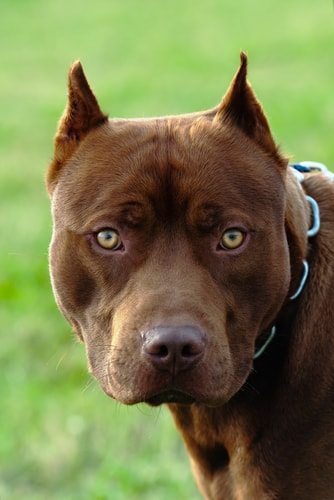 Pitbulls ready and willing to serve.