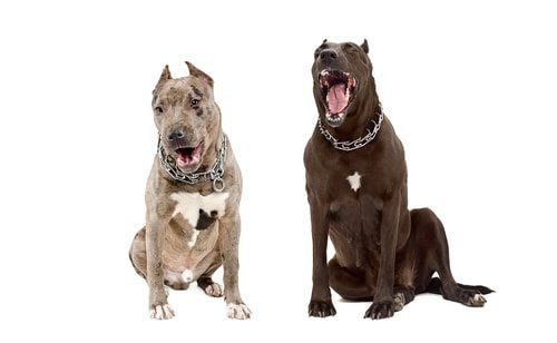 These guys are yawning at the idea that pit bulls attack the most.