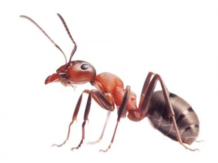 Top 10 Amazing Facts About Ants