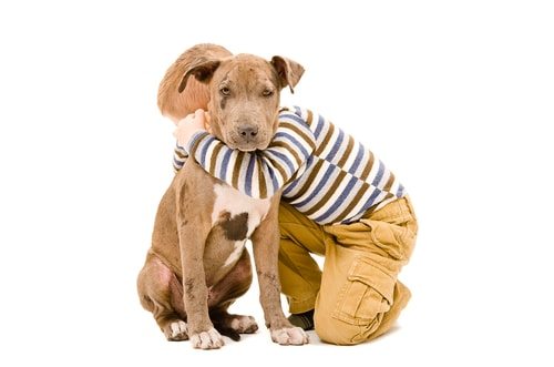 Well trained dogs are good with children, including pitbulls.