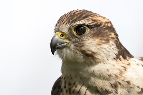 Carly Fiorina. Wait, isn't that a Falcon? No it's Carly.