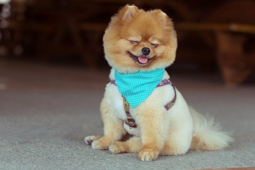 What Do I Need to Know before Getting a Pomeranian 