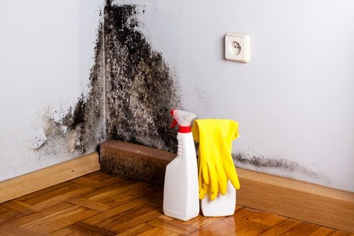Hoarders put themselves at serious health risk with black mold being just one troublesome issue.