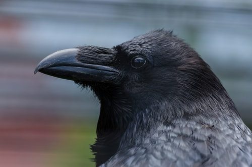 10 Things Everyone Always Gets Wrong About the X-Men 2 Marie's not Marie. She's a Raven.