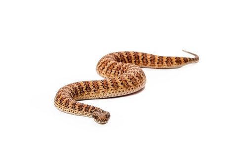 Common Death Adder