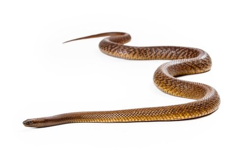 Inland Taipan