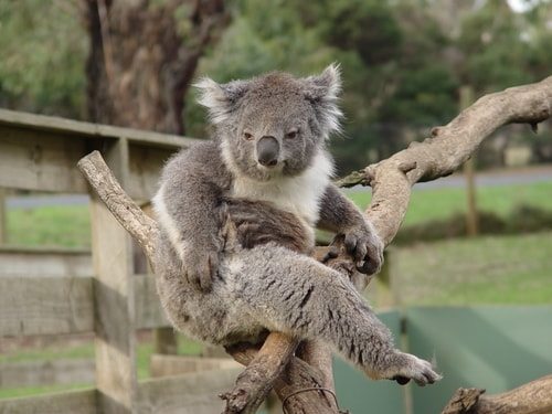 Koalas can be downright crabby!