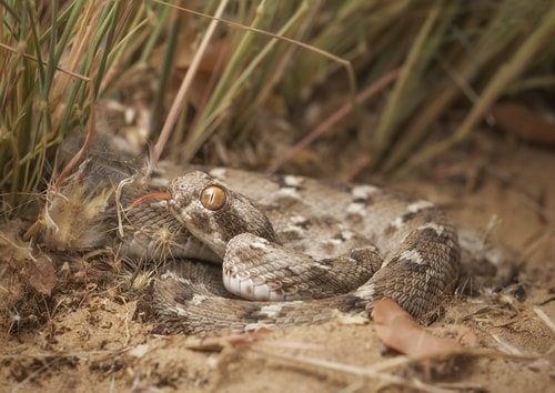 Saw Scaled Viper