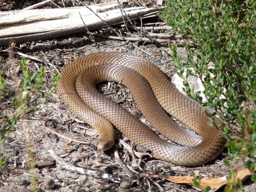The Australian Brown Snake