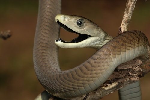 The Black Mamba