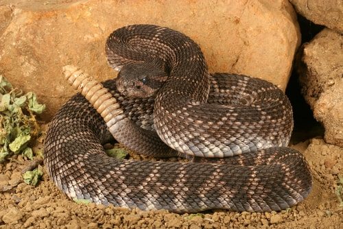 The Rattlesnake