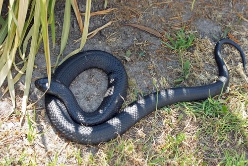 The Tiger Snake