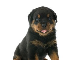 Rottweilers are puppies for a long, long, long, time.