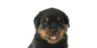 Rottweilers are puppies for a long, long, long, time.