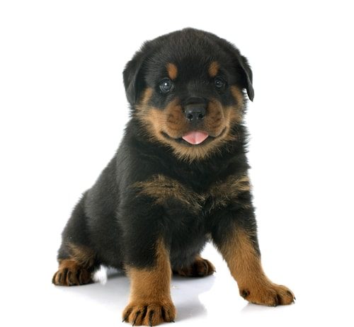Rottweilers are puppies for a long, long, long, time.