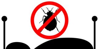 How to Get Rid of Bed Bugs in 10 Easy Steps