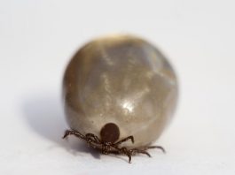 How to Remove a Tick Properly in 10 Steps