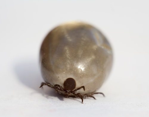How to Remove a Tick Properly in 10 Steps