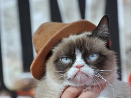 The Top 10 Most Famous Internet Cats
