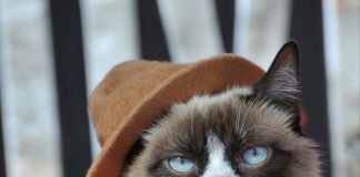 The Top 10 Most Famous Internet Cats