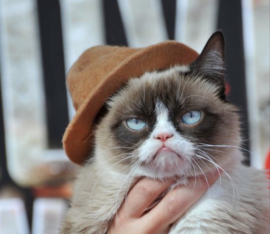 The Top 10 Most Famous Internet Cats