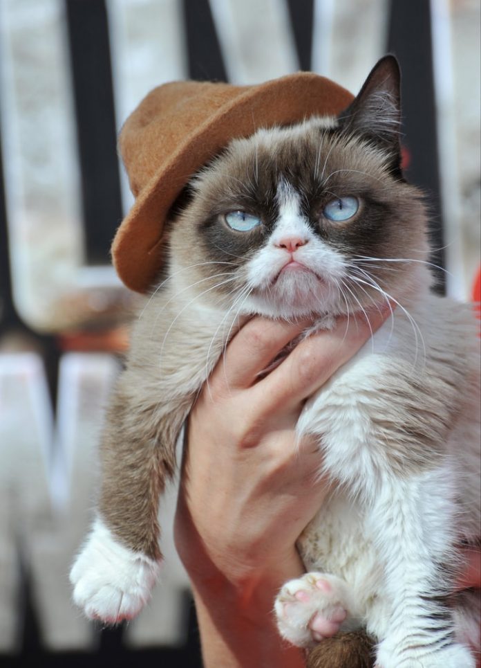 The Top 10 Most Famous Internet Cats The Top 10 Most Famous Internet Cats