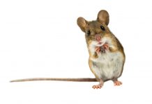 How to Get Rid of Mice in 10 Easy Steps