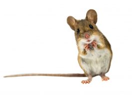 How to Get Rid of Mice in 10 Easy Steps