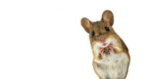 How to Get Rid of Mice in 10 Easy Steps