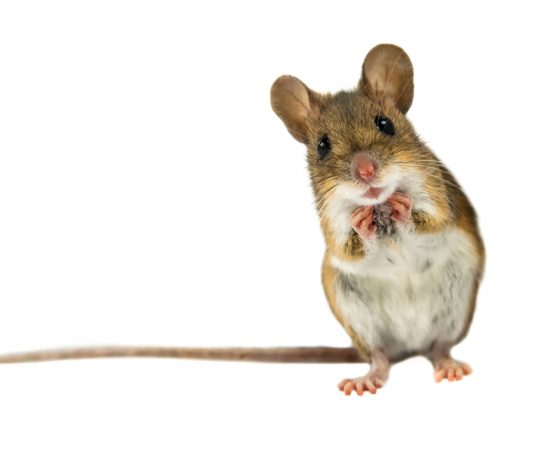How to Get Rid of Mice in 10 Easy Steps