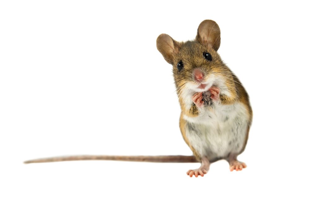 How to Get Rid of Mice in 10 Easy Steps