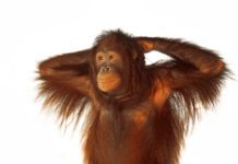 10 Smartest Animals in the World