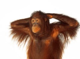 10 Smartest Animals in the World