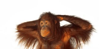 10 Smartest Animals in the World