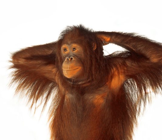 10 Smartest Animals in the World