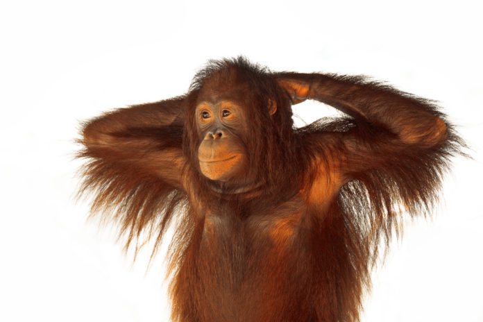 10 Smartest Animals in the World