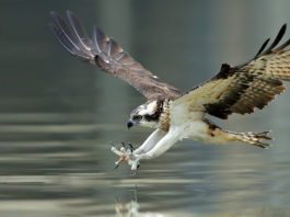 Osprey Spirit Animal