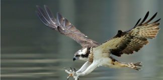 Osprey Spirit Animal