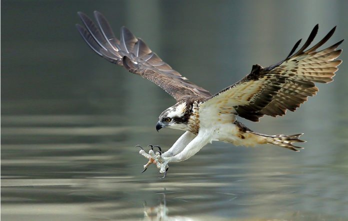 Osprey Spirit Animal