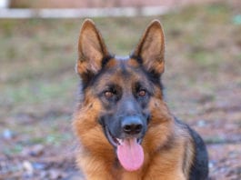 German Shepherd
