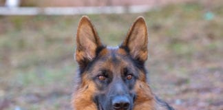 German Shepherd