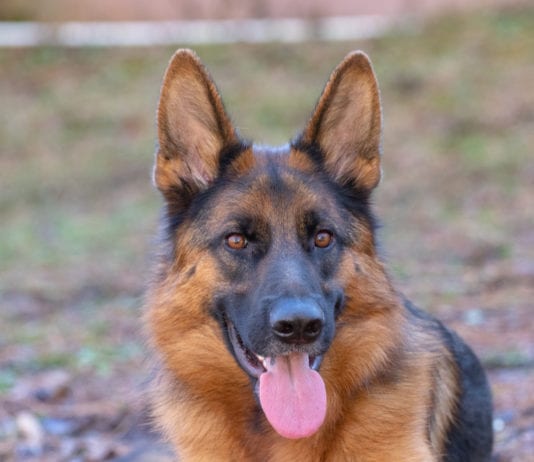 German Shepherd