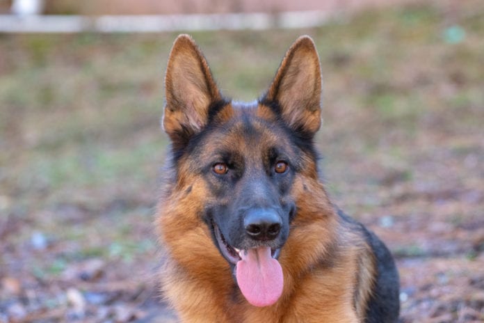 German Shepherd German Shepherd